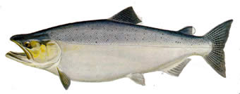 Chinook or King Salmon from www.pennflyfishing.com