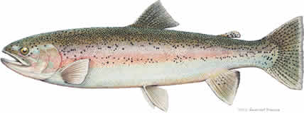 Rainbow trout from www.pennflyfishing.com
